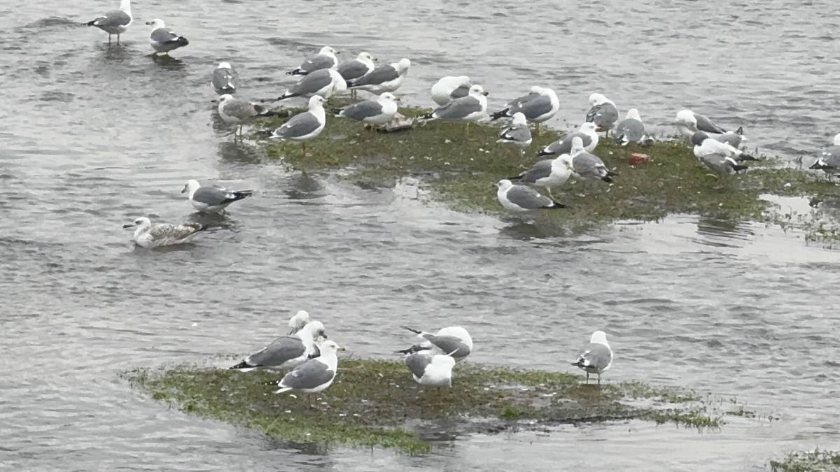 Ağrı Murat Nehri’nde martılardan kartpostallık görüntüler