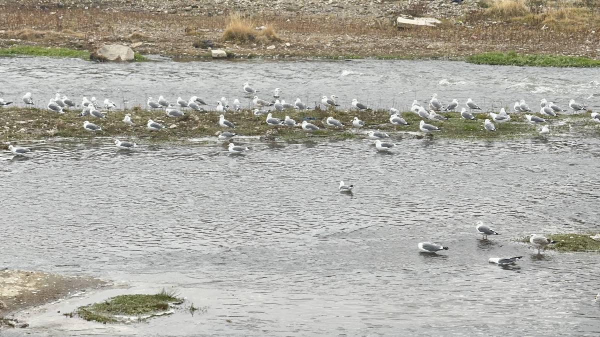 Ağrı Murat Nehri’nde martılardan kartpostallık görüntüler
