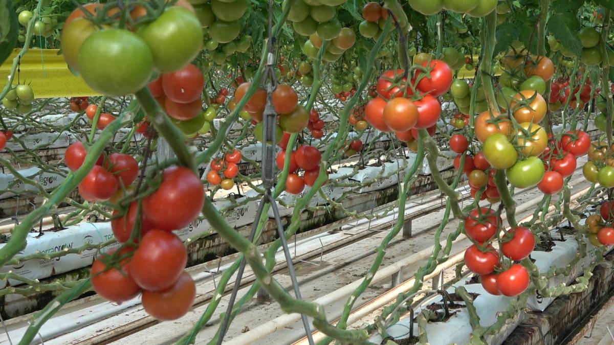 Ağrı Valisi Bozkurt: “Diyadin’de tarım ve istihdam güçlenecek”
