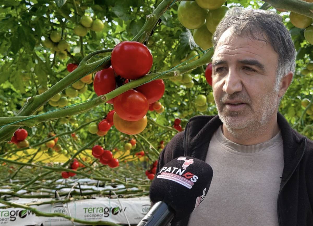 Diyadin’de Dondurucu Soğuğa Rağmen Seralarda Domates Hasadı