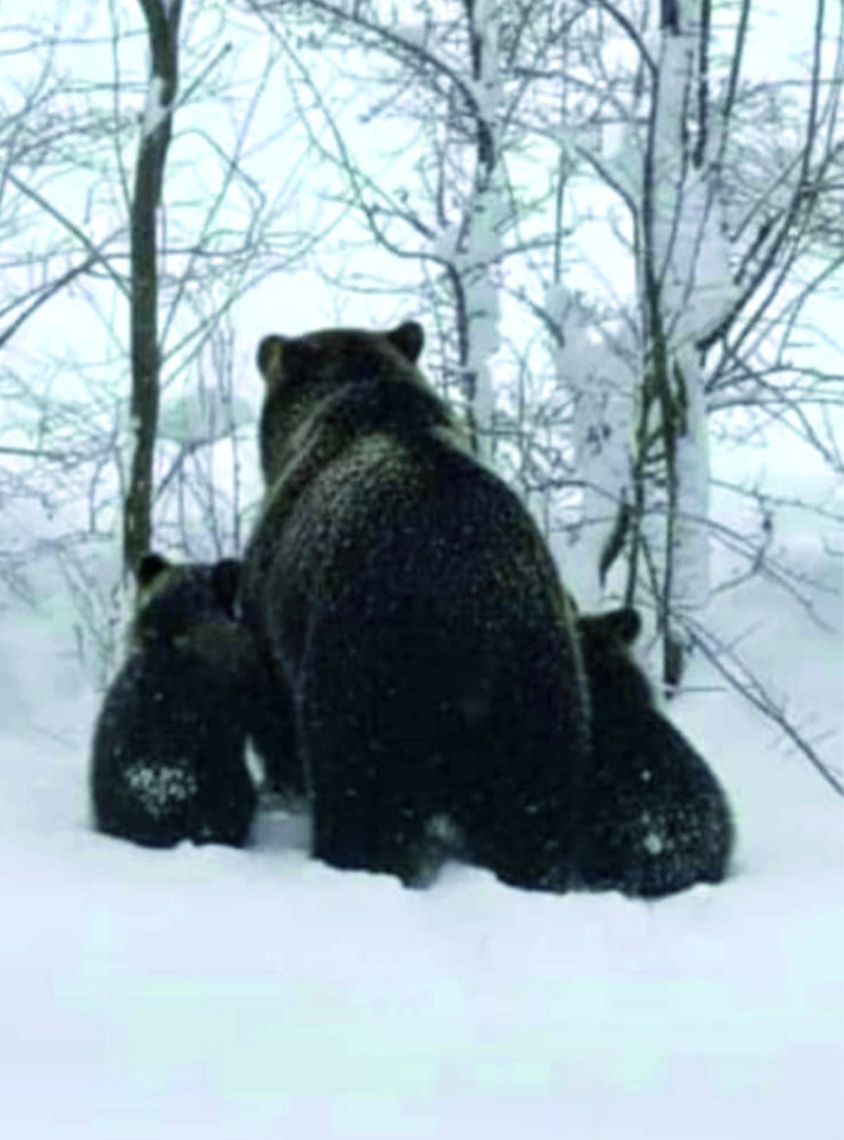 Erciş'te Ayı ve Yavruları Mahalleye İndi