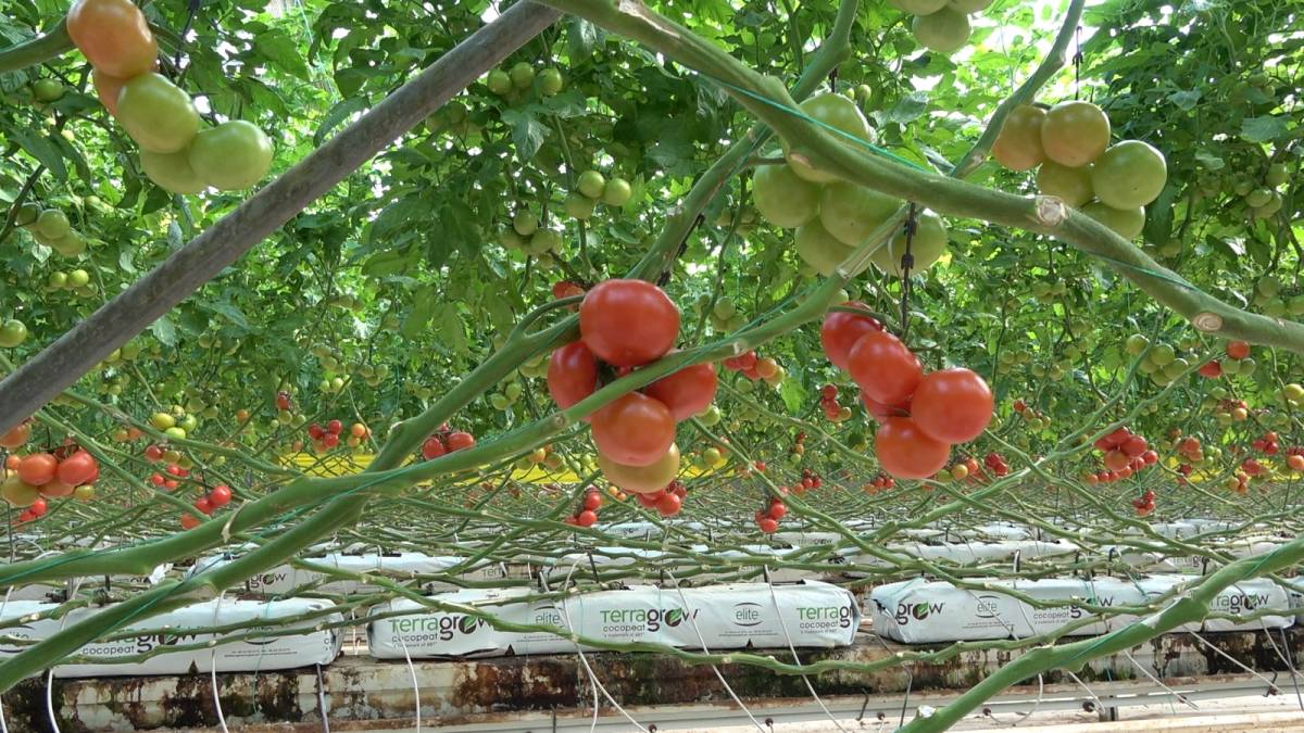 Ağrı Valisi Bozkurt: “Diyadin’de tarım ve istihdam güçlenecek”