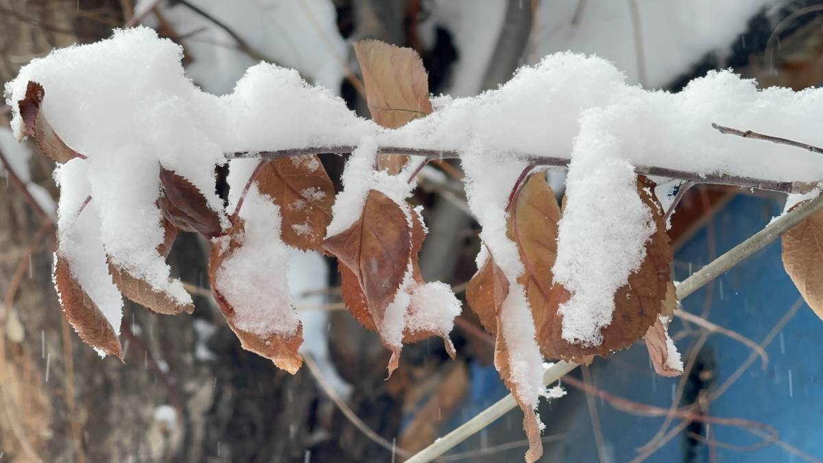 Beyaz esaret Ağrı’yı teslim aldı
