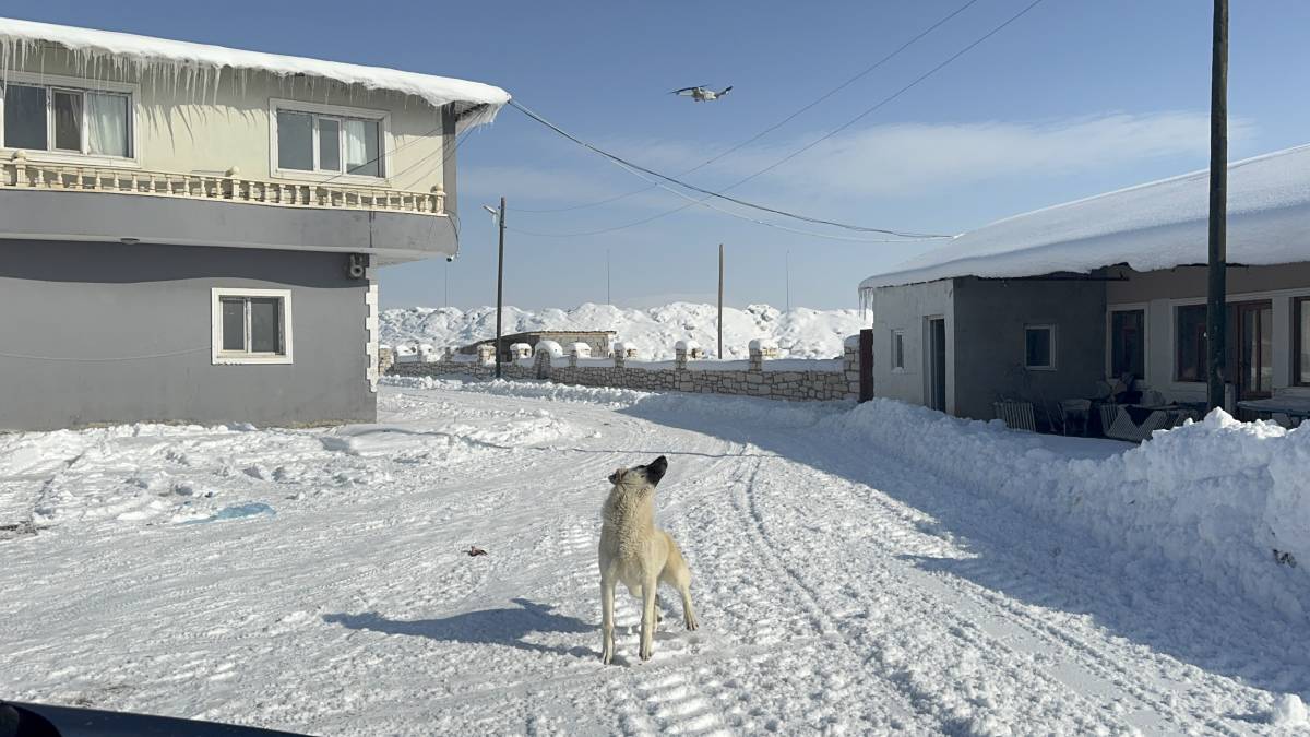 Ağrı’da dron ile kangalın eğlenceli mücadelesi kamerada