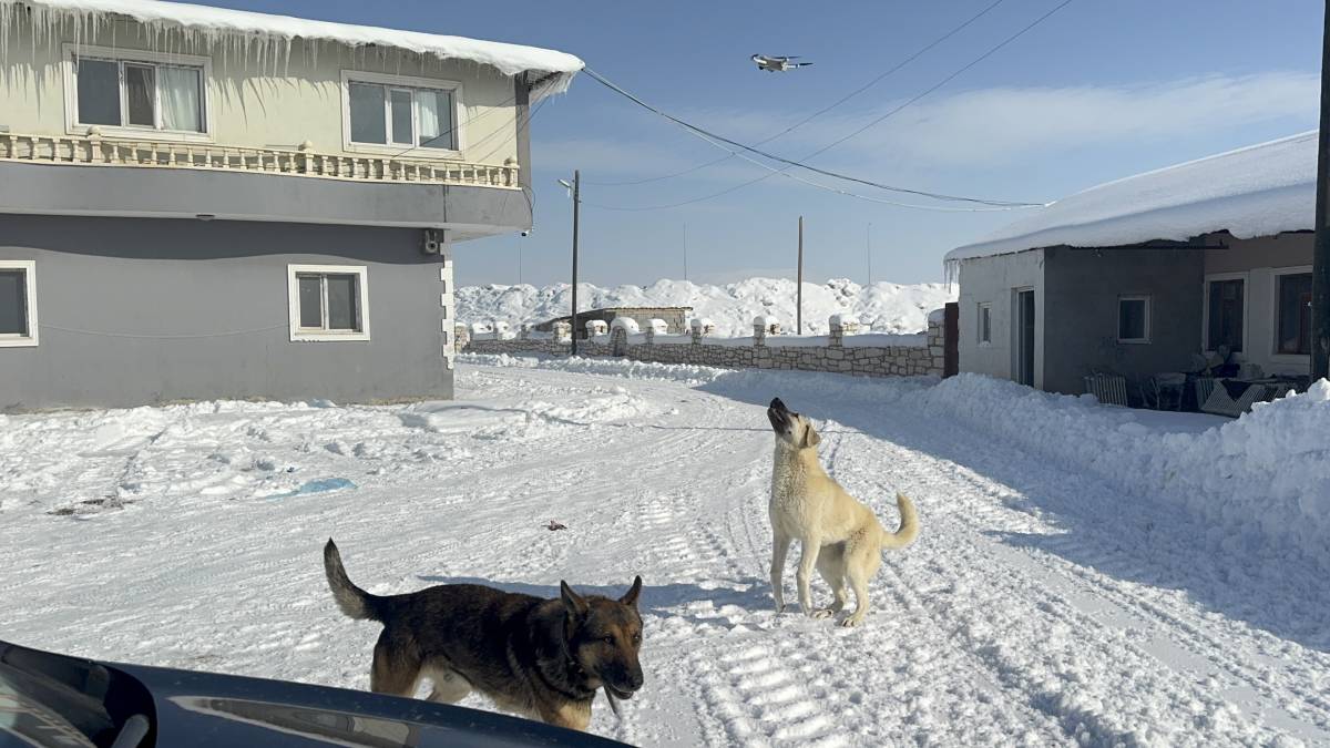Ağrı’da dron ile kangalın eğlenceli mücadelesi kamerada