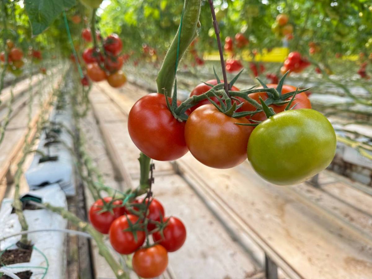 Diyadin’de Dondurucu Soğuğa Rağmen Seralarda Domates Hasadı