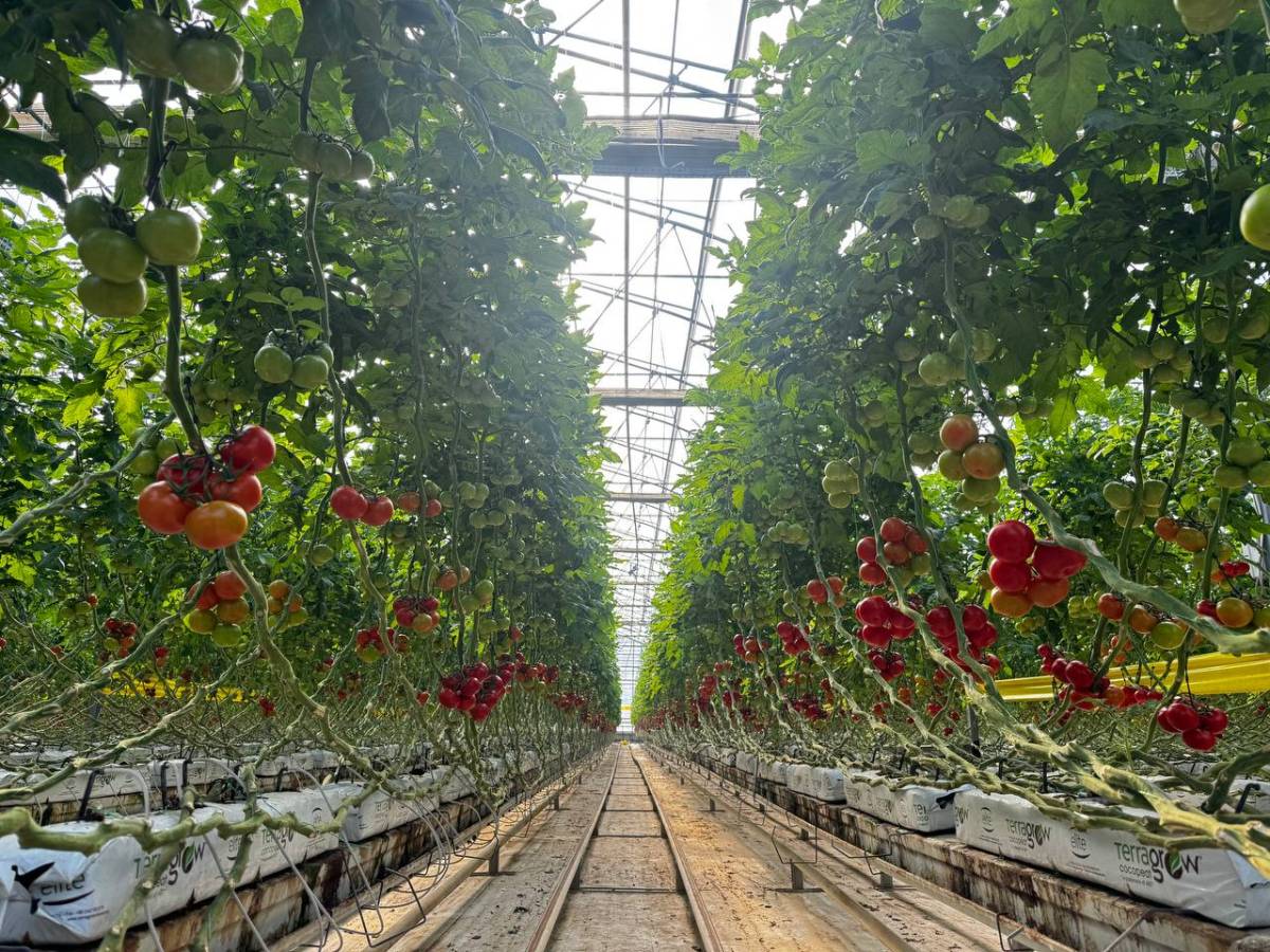 Diyadin’de Dondurucu Soğuğa Rağmen Seralarda Domates Hasadı