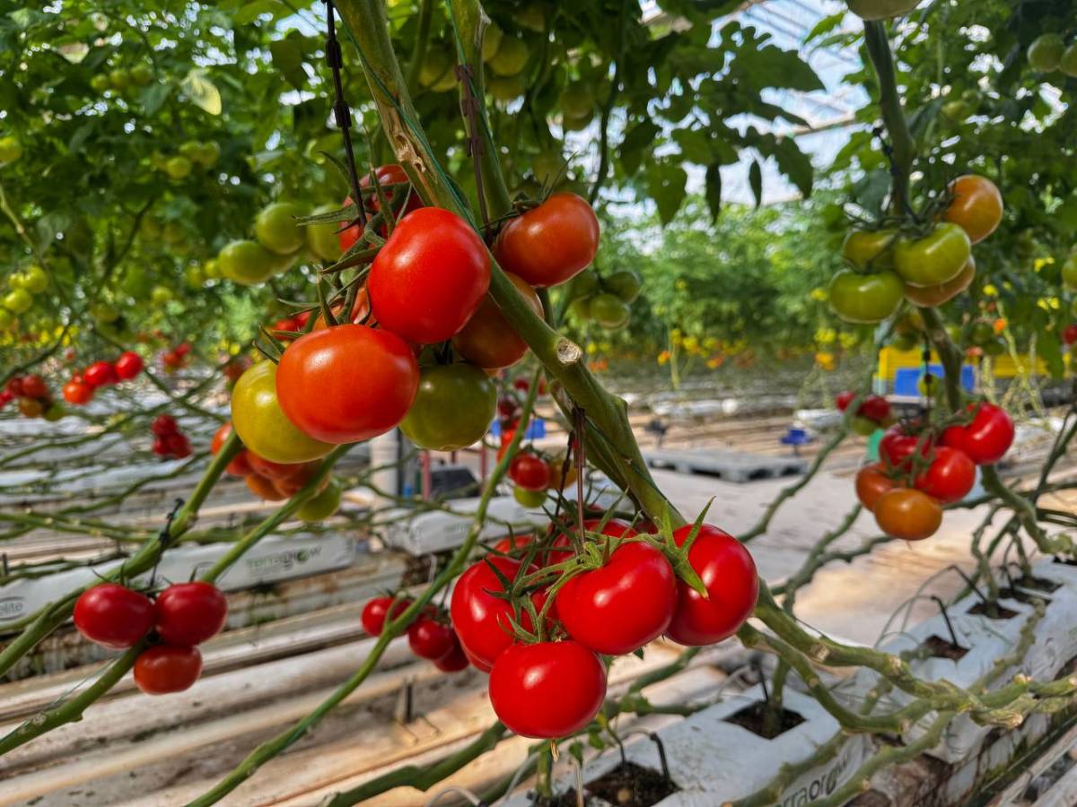 Diyadin’de Dondurucu Soğuğa Rağmen Seralarda Domates Hasadı