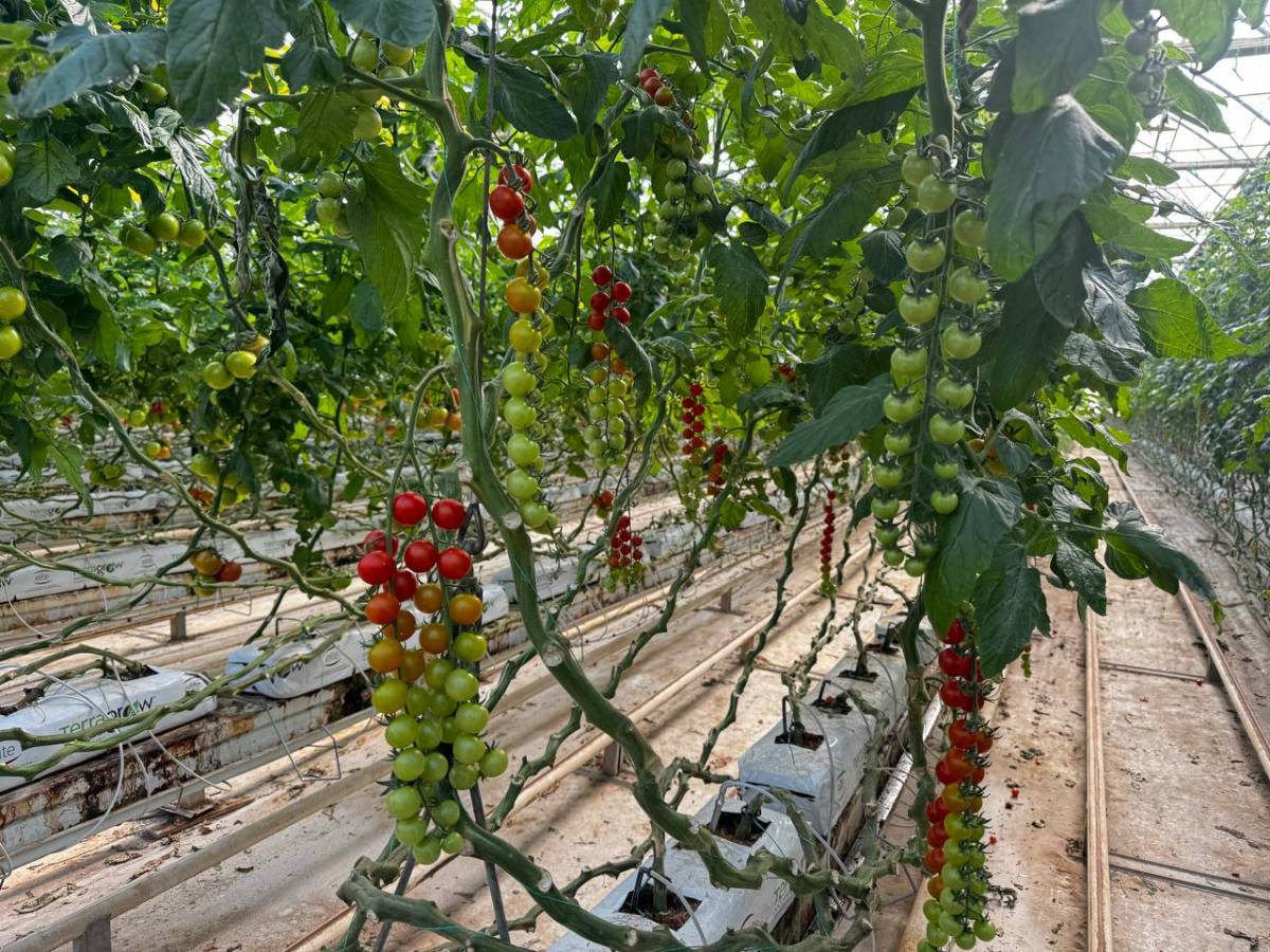 Diyadin’de Dondurucu Soğuğa Rağmen Seralarda Domates Hasadı