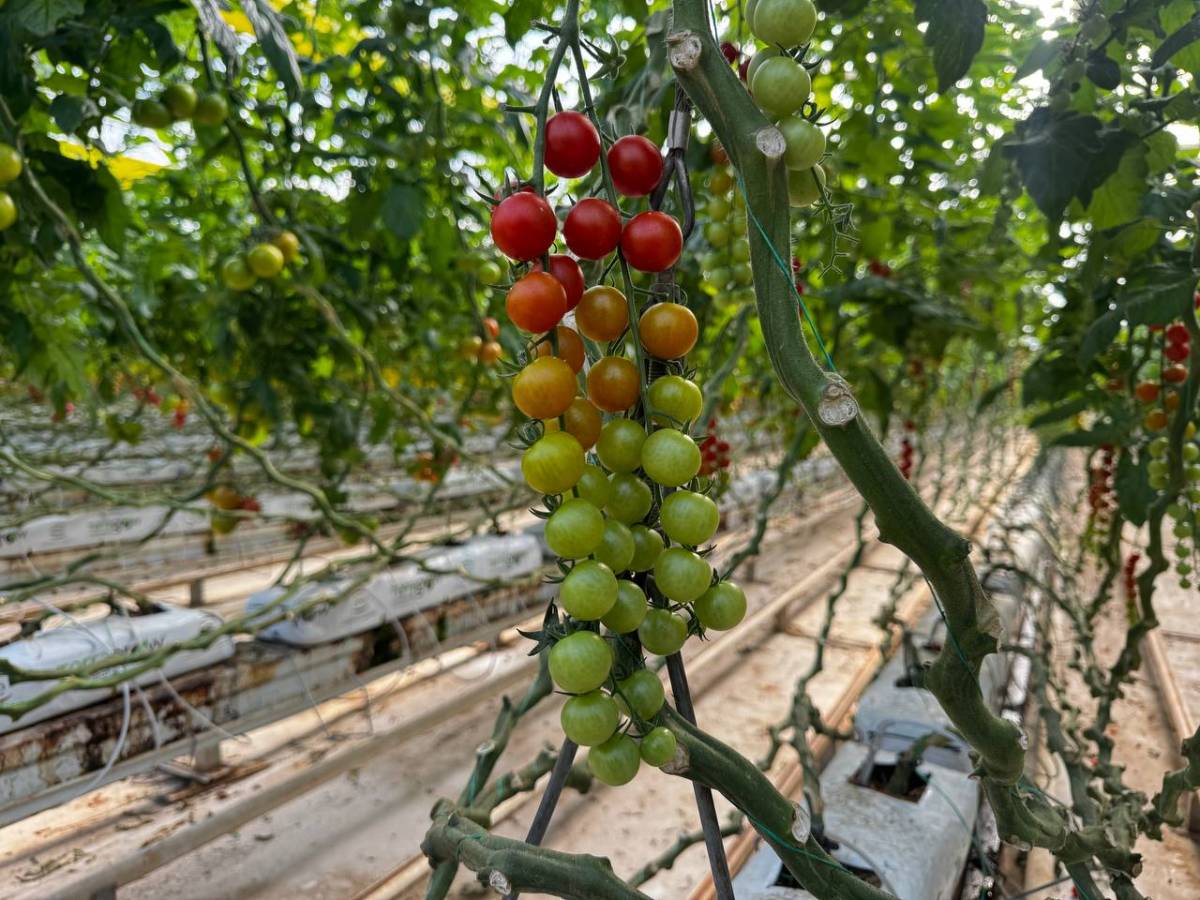 Diyadin’de Dondurucu Soğuğa Rağmen Seralarda Domates Hasadı