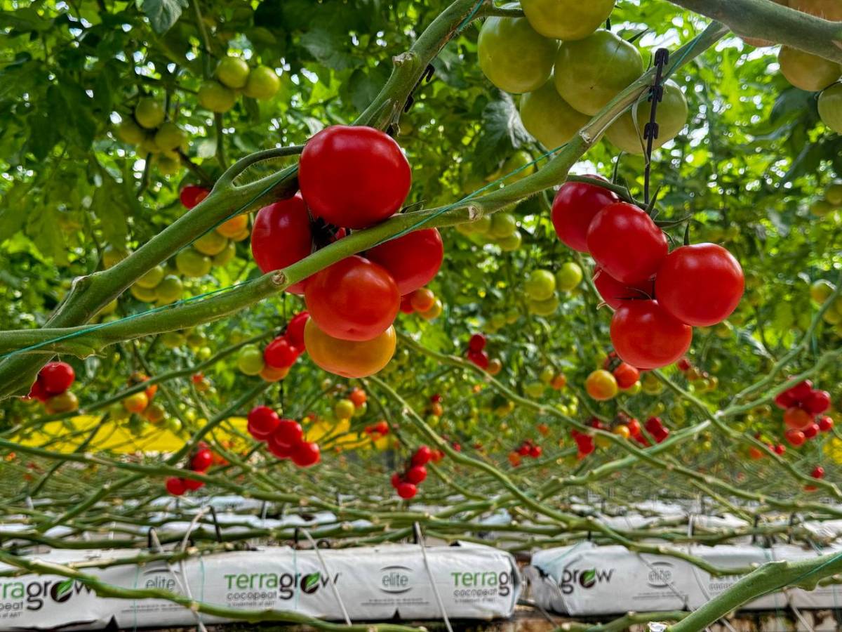 Diyadin’de Dondurucu Soğuğa Rağmen Seralarda Domates Hasadı