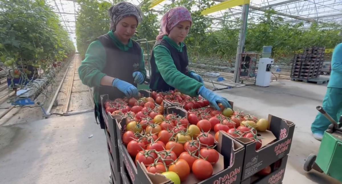 Diyadin’de Dondurucu Soğuğa Rağmen Seralarda Domates Hasadı