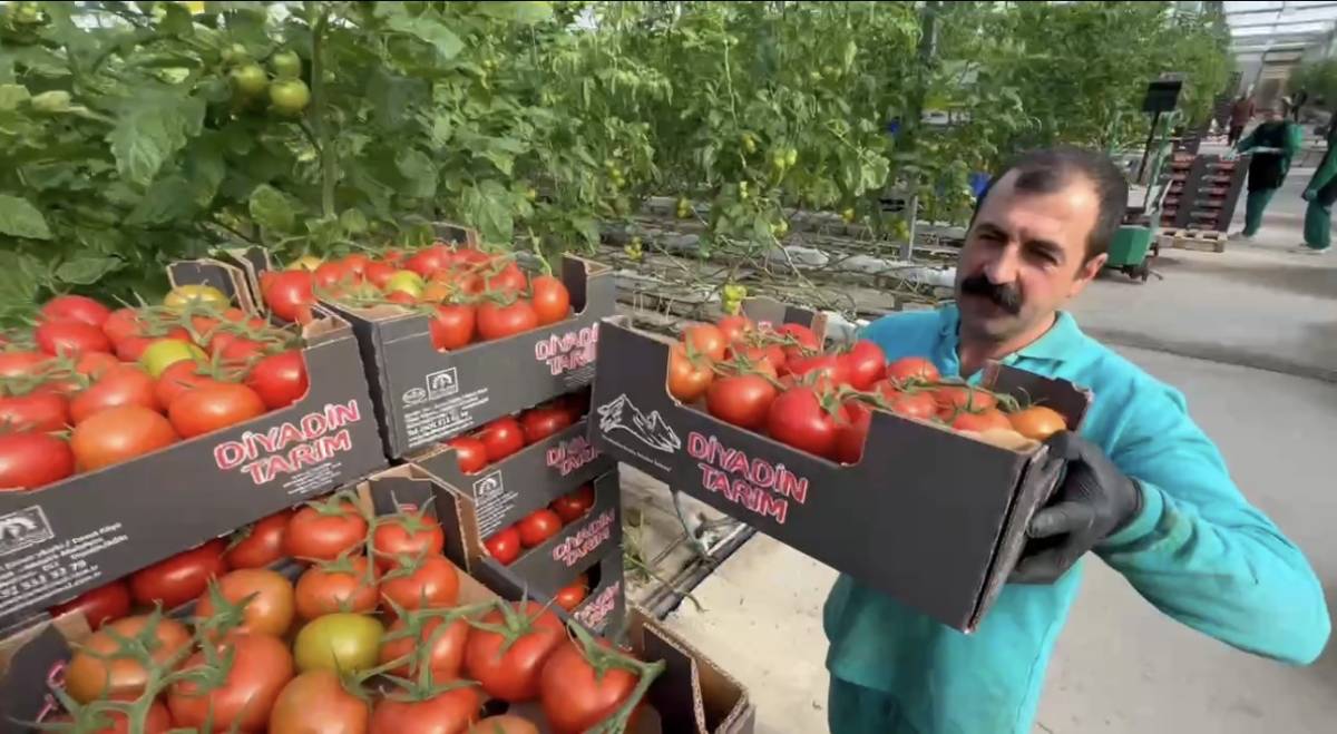 Diyadin’de Dondurucu Soğuğa Rağmen Seralarda Domates Hasadı