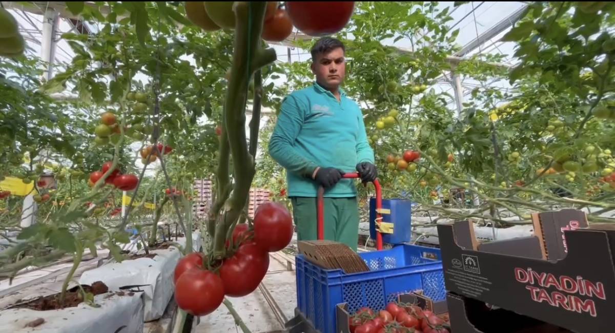 Diyadin’de Dondurucu Soğuğa Rağmen Seralarda Domates Hasadı