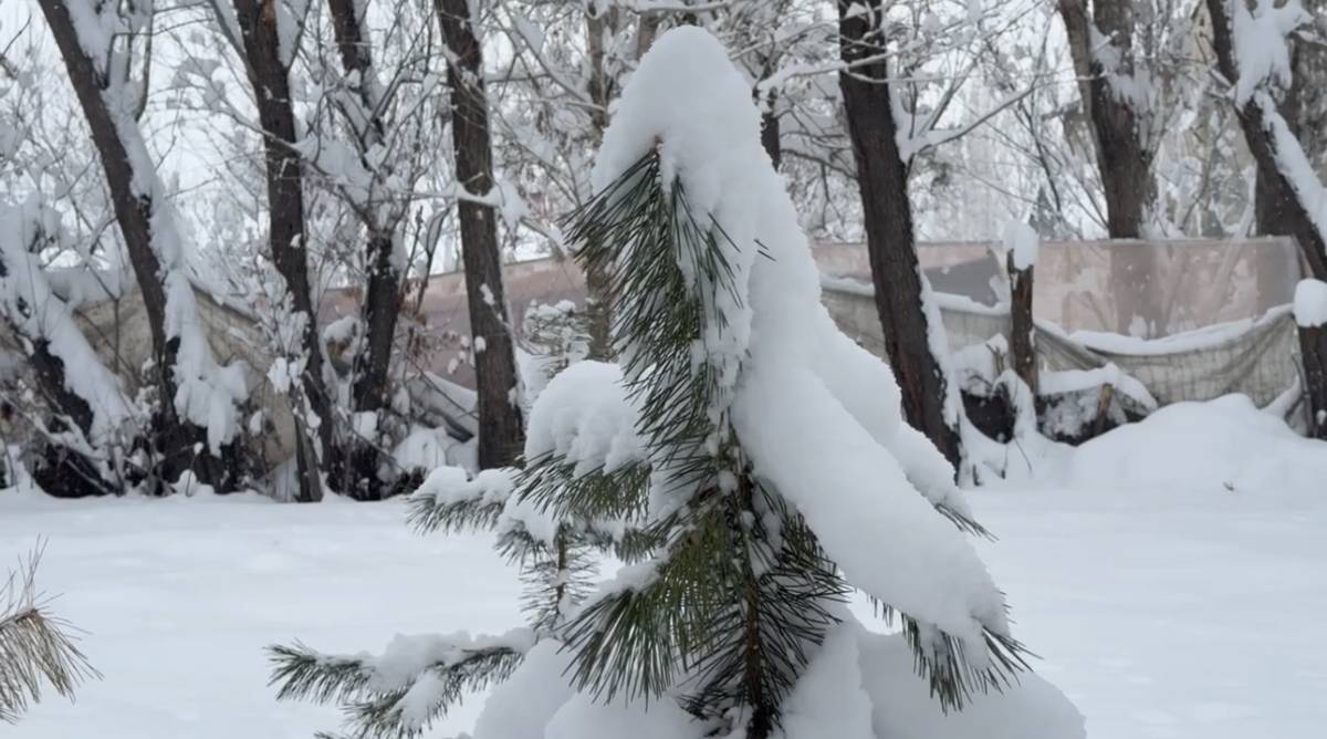 Ağrı’da gece boyunca yoğun kar yağışı etkili oldu