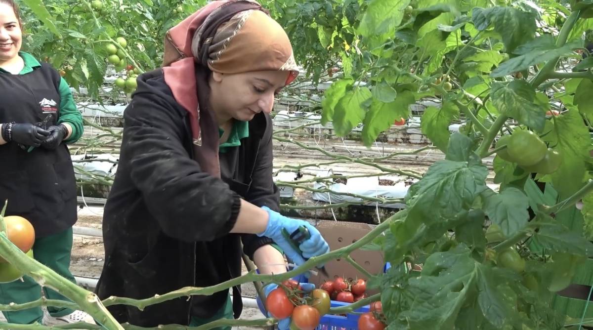 Ağrı Valisi Bozkurt: “Diyadin’de tarım ve istihdam güçlenecek”