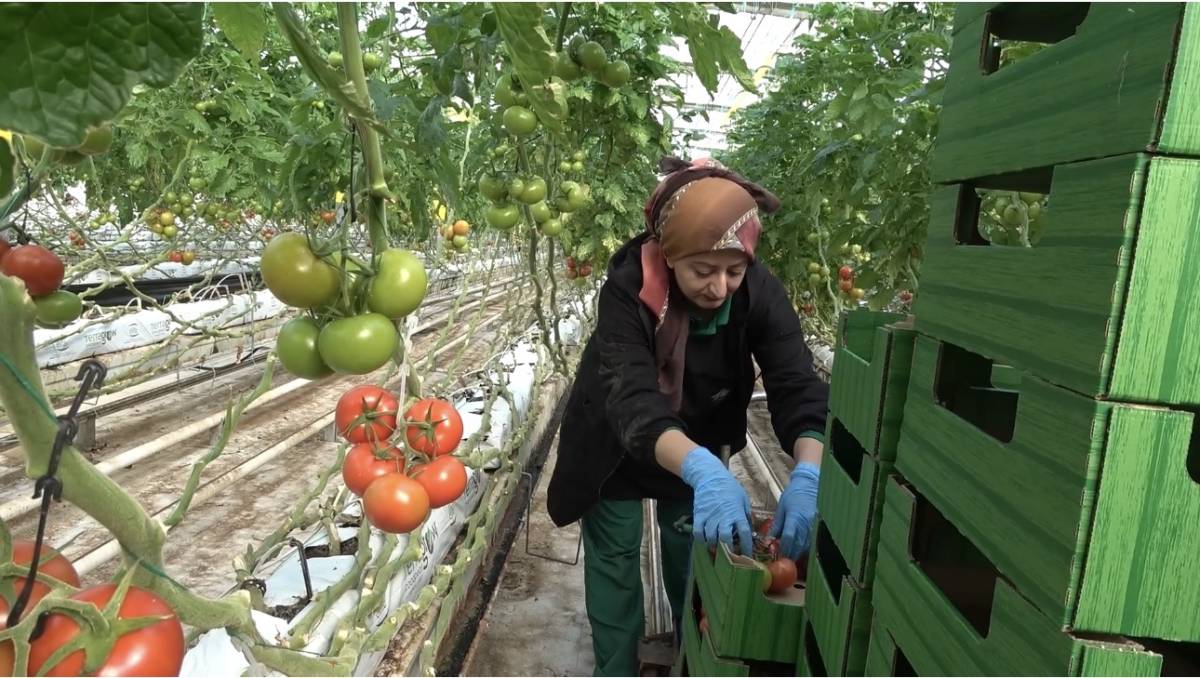 Ağrı Valisi Bozkurt: “Diyadin’de tarım ve istihdam güçlenecek”