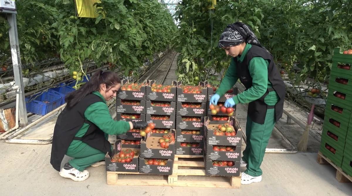 Ağrı Valisi Bozkurt: “Diyadin’de tarım ve istihdam güçlenecek”