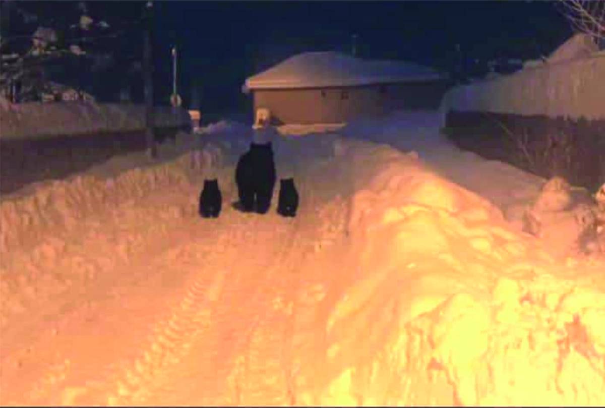 Erciş'te Ayı ve Yavruları Mahalleye İndi