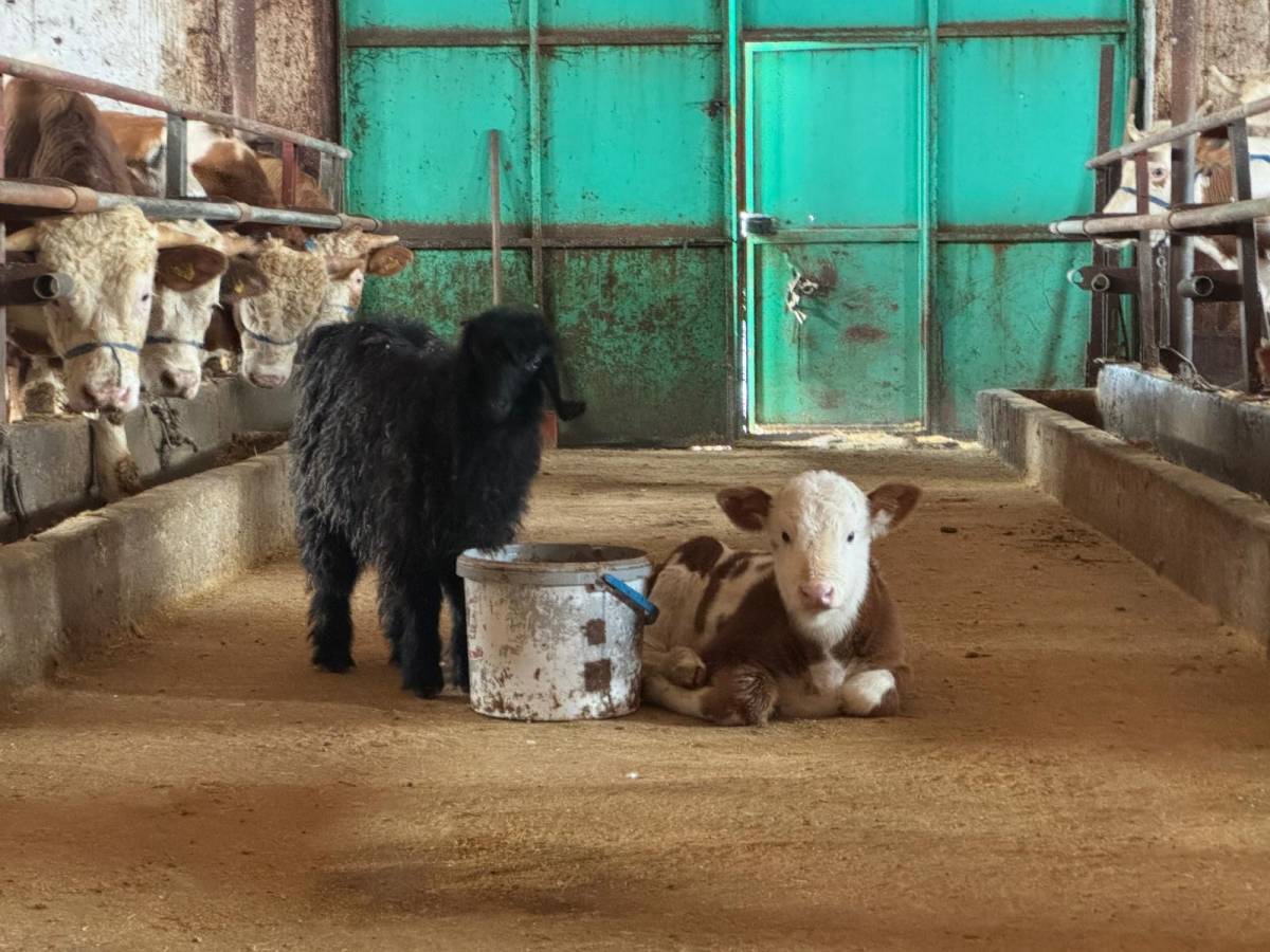 Ağrı’da yetiştiriciye devlet desteği