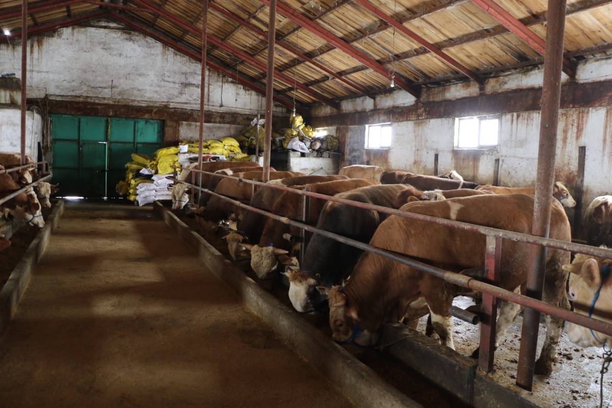 Ağrı’da yetiştiriciye devlet desteği