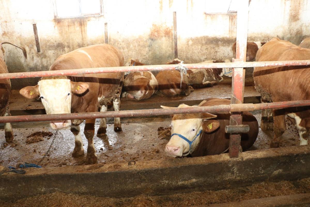 Ağrı’da yetiştiriciye devlet desteği