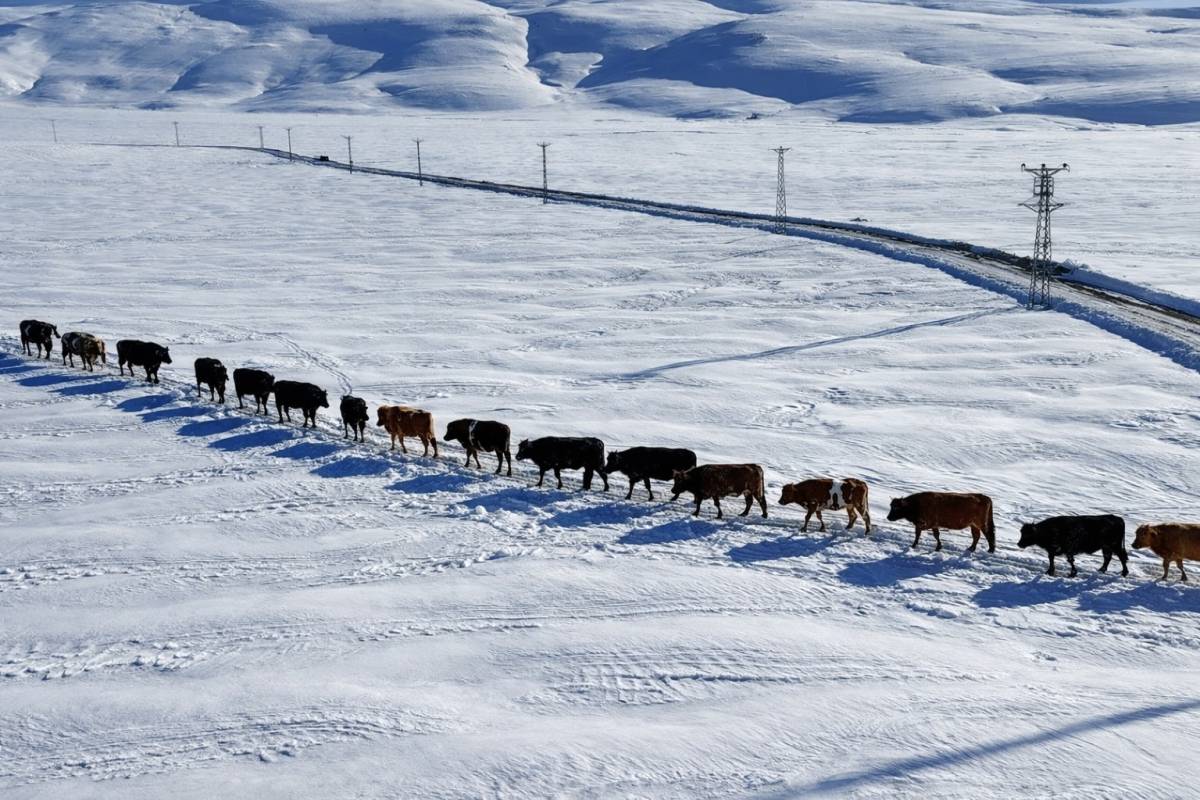 Ağrı’da besiciler karları aşıp hayvan suluyor