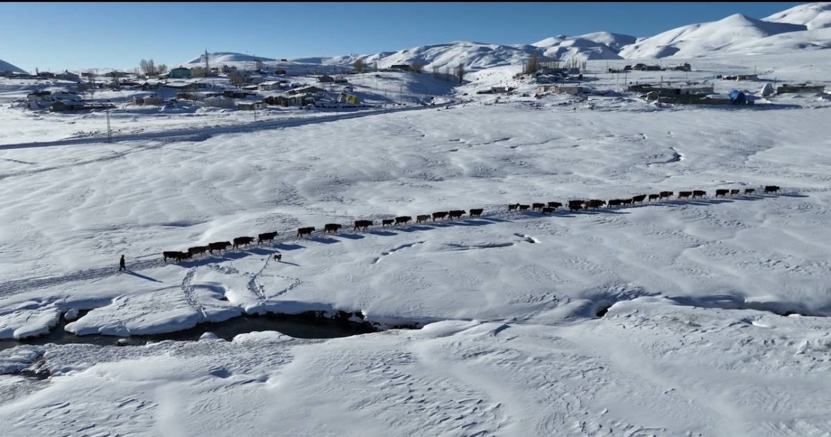 Ağrı’da besiciler karları aşıp hayvan suluyor