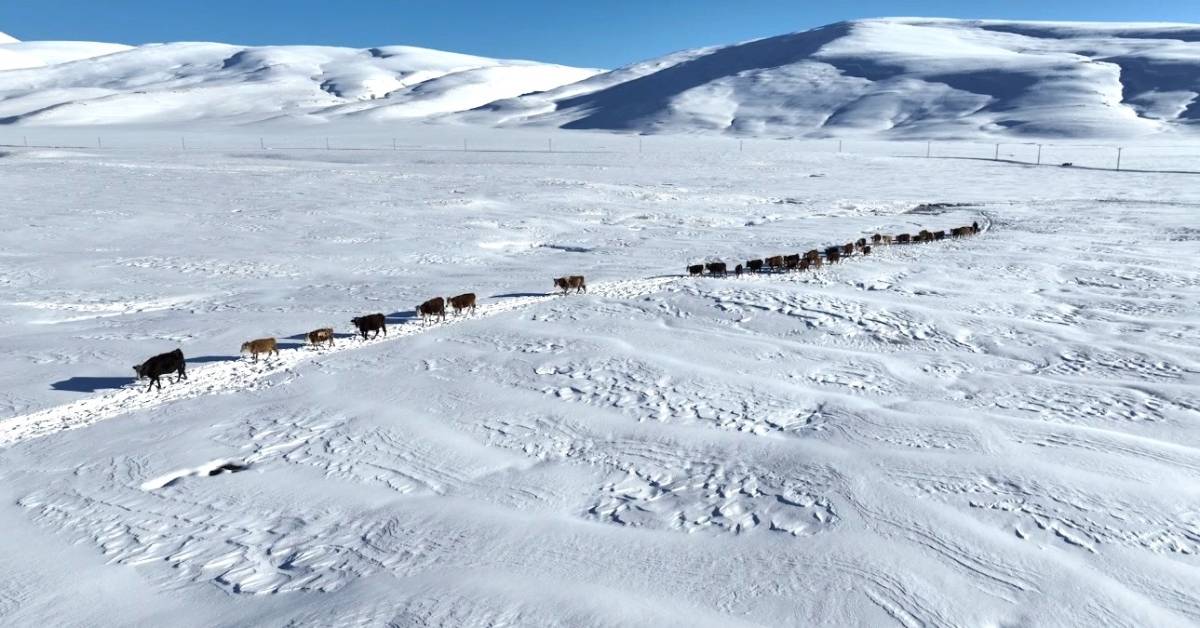 Ağrı’da besiciler karları aşıp hayvan suluyor