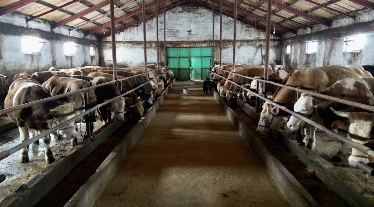 Ağrı’da yetiştiriciye devlet desteği