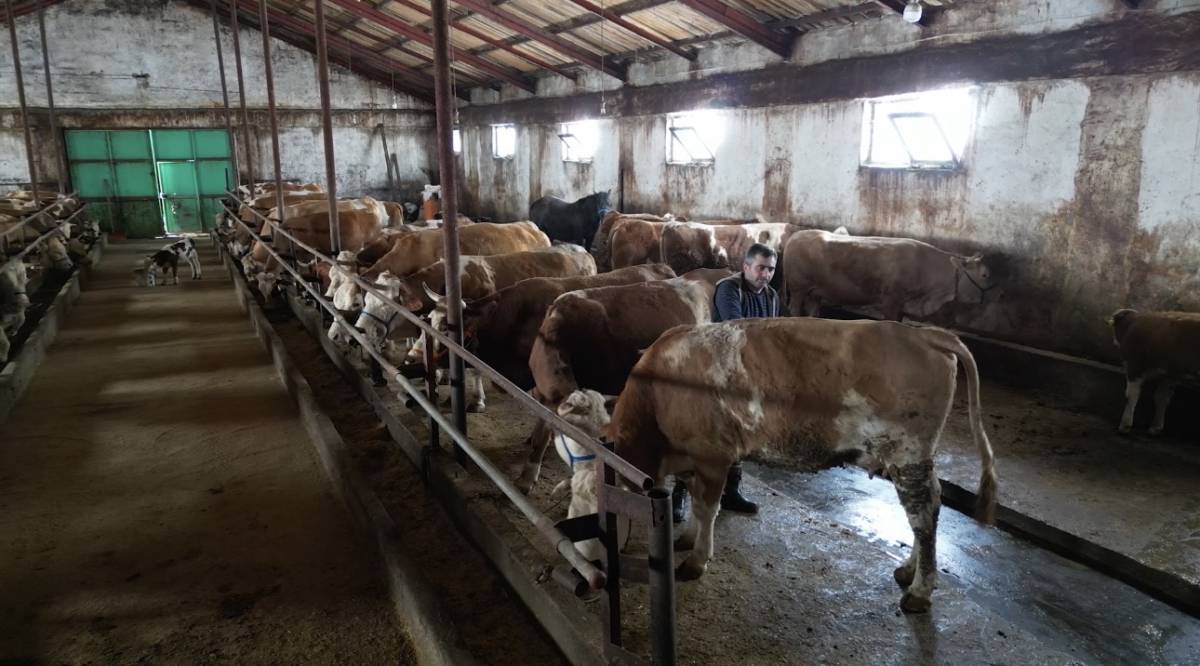 Ağrı’da yetiştiriciye devlet desteği