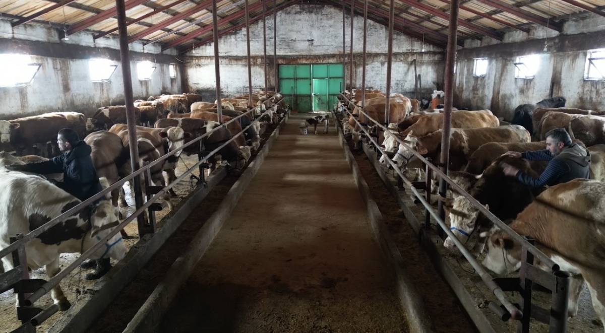 Ağrı’da yetiştiriciye devlet desteği