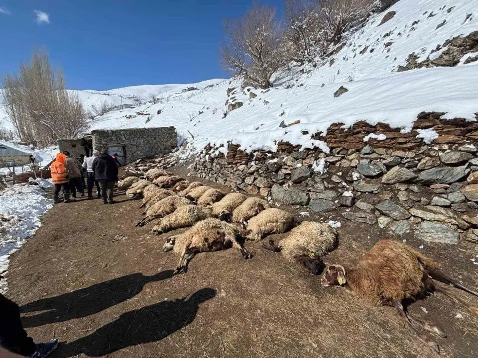 Van’da ahırda feci yangın: 67 küçükbaş hayvan telef oldu