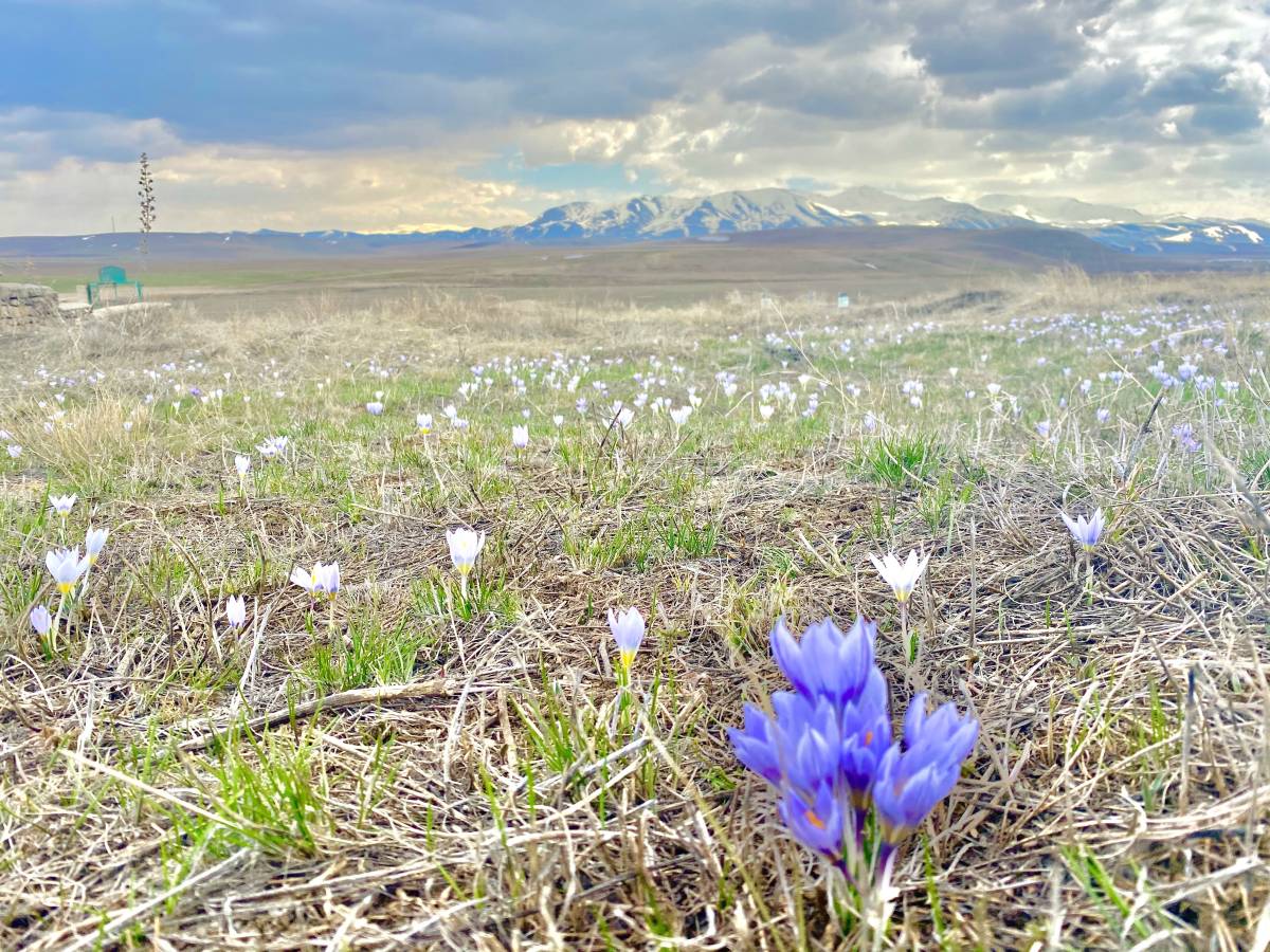 Ağrı’da baharın müjdecisi kardelenler yüzünü gösterdi