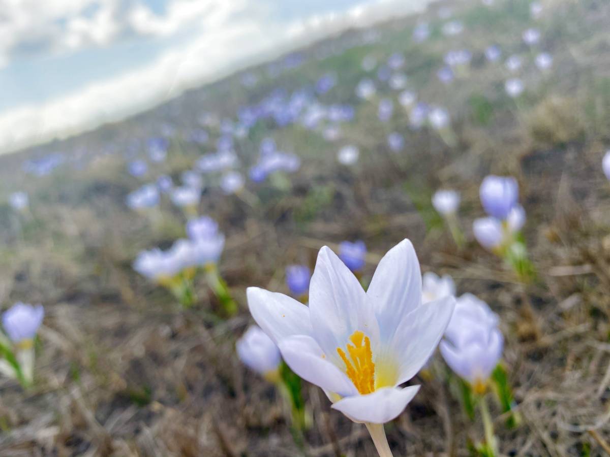 Ağrı’da baharın müjdecisi kardelenler yüzünü gösterdi