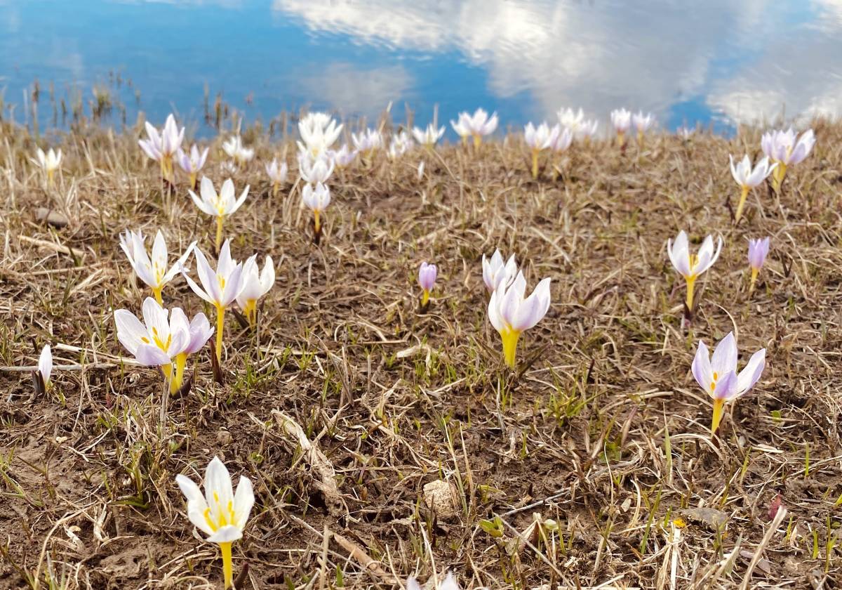 Ağrı’da baharın müjdecisi kardelenler yüzünü gösterdi