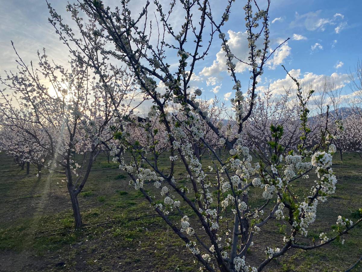 Ağrı’da çölden vahaya dönüşen bahçede bahar mesaisi başladı