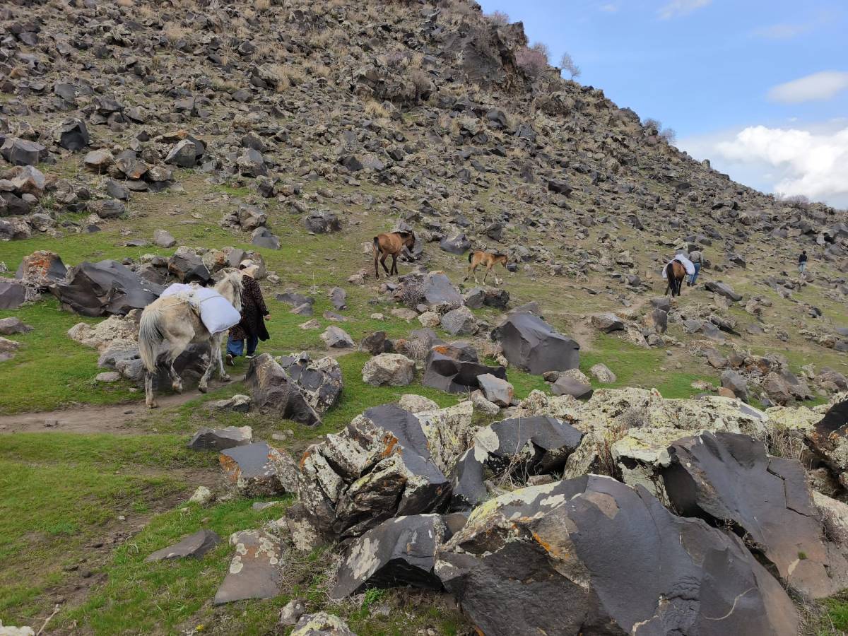 Ağrı’da çiriş otu hem geçim hem lezzet kaynağı