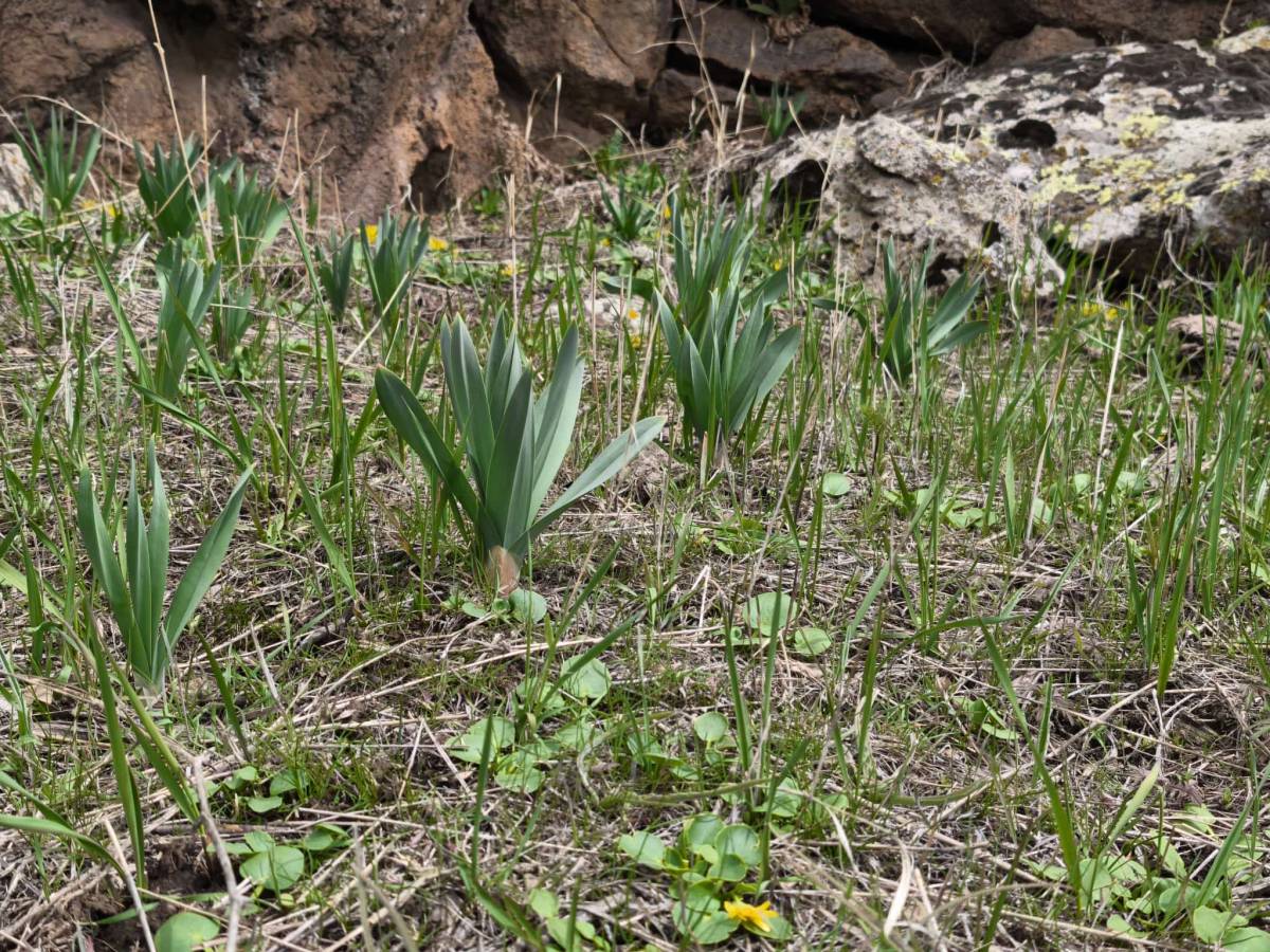 Ağrı’da çiriş otu hem geçim hem lezzet kaynağı