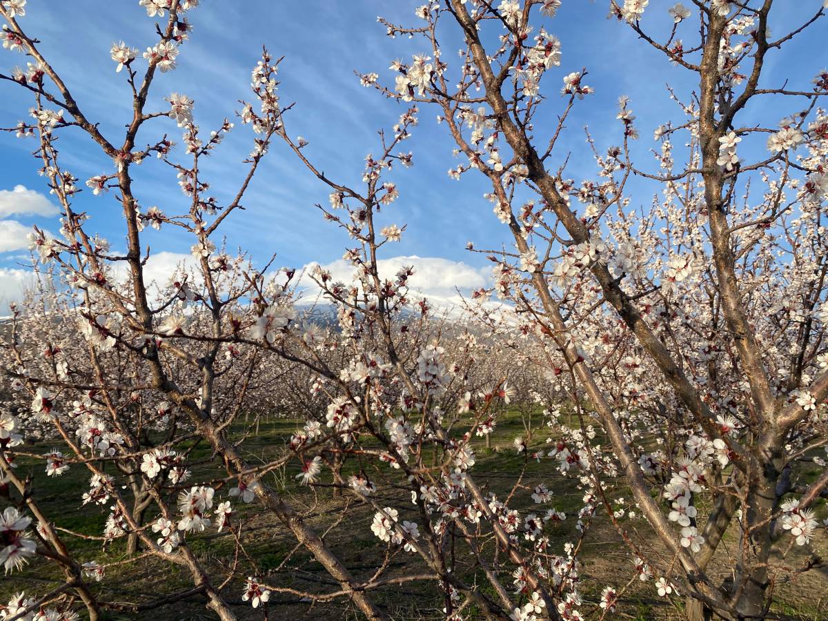 Ağrı’da çölden vahaya dönüşen bahçede bahar mesaisi başladı
