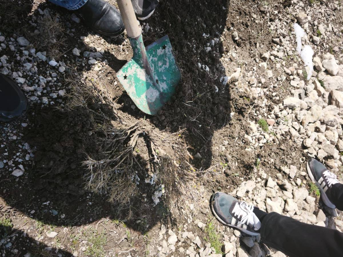 Ağrı’da buğday tarlalarında süneye karşı seferberlik
