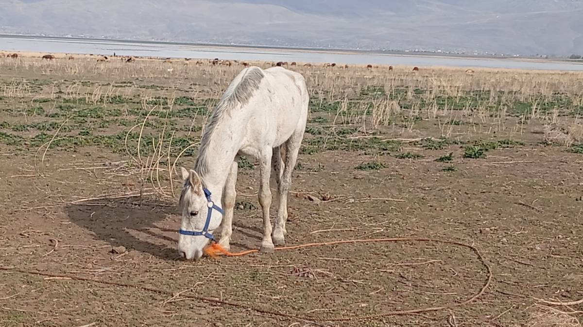 Ağrı’da çölden vahaya dönüşen bahçede bahar mesaisi başladı