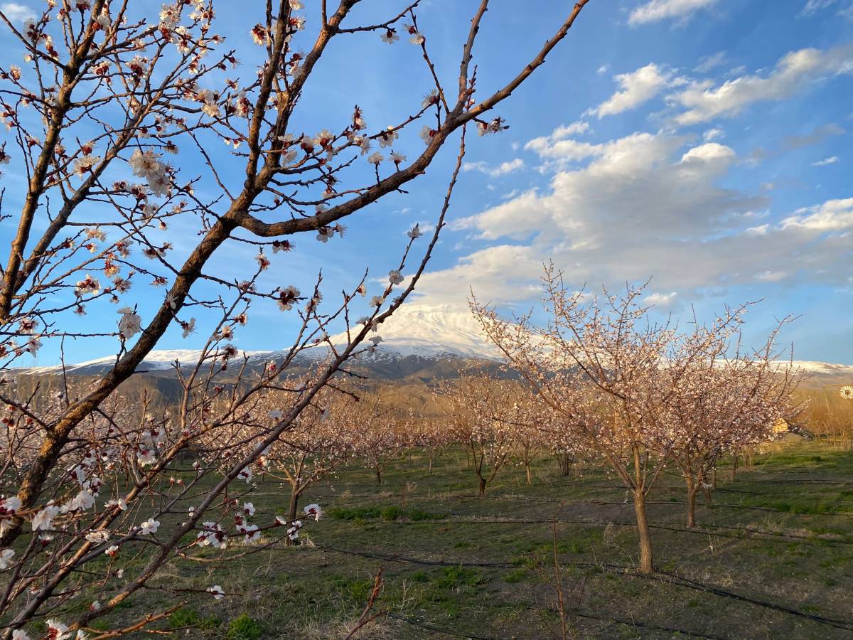 Ağrı’da çölden vahaya dönüşen bahçede bahar mesaisi başladı