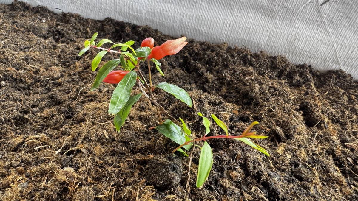 Ağrı’da öğrenciler “Tarım Sınıfı” ile üretimi öğreniyor