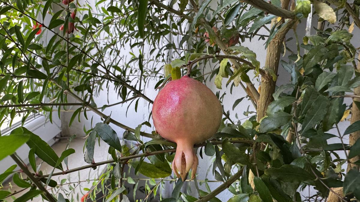 Ağrı’da öğrenciler “Tarım Sınıfı” ile üretimi öğreniyor