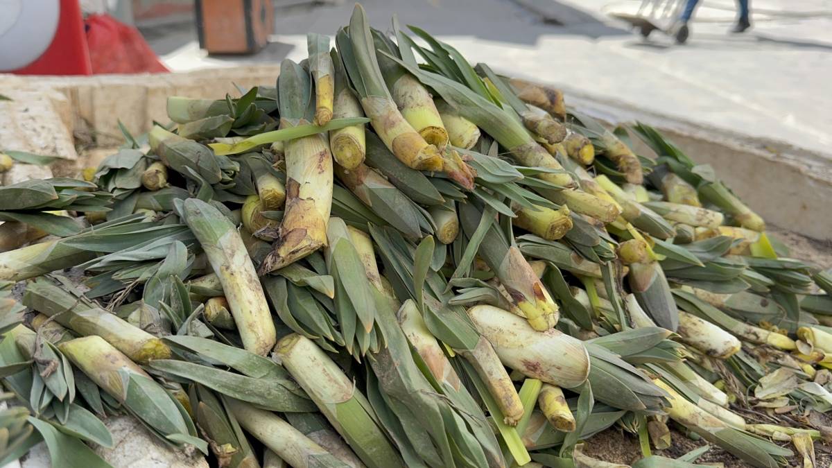 Ağrı’da çiriş otu hem geçim hem lezzet kaynağı