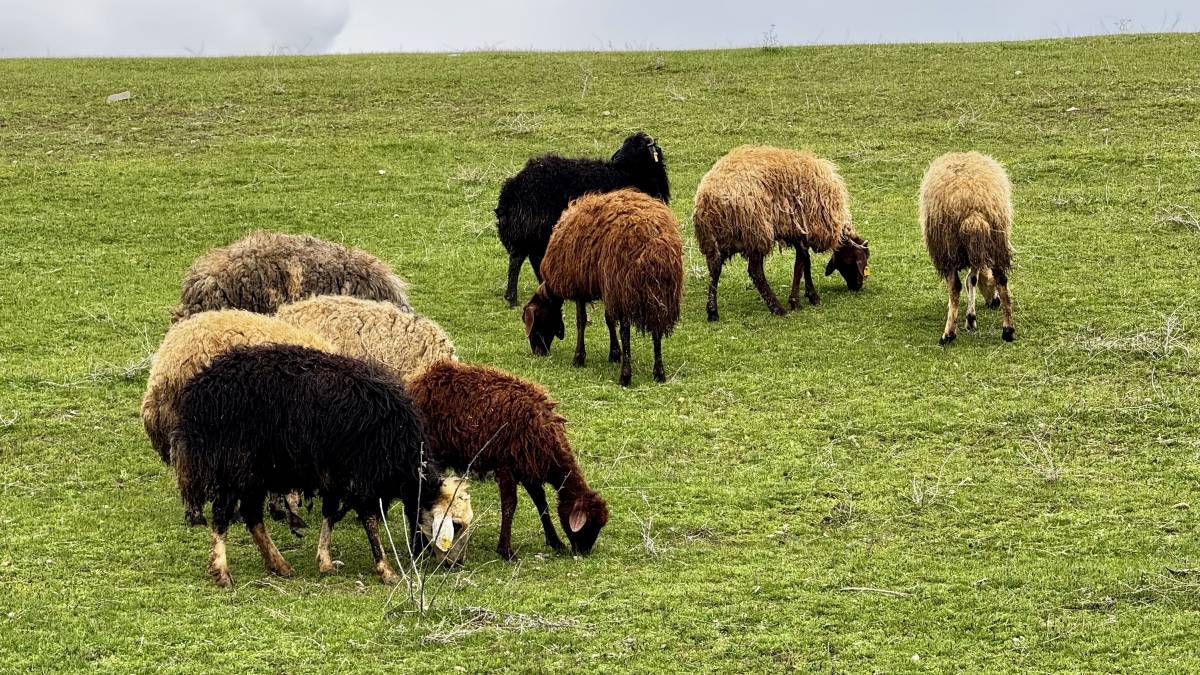 Ağrı’da mahalle araları koyunlarla süslendi