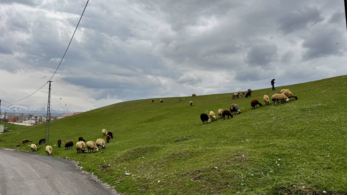 Ağrı’da mahalle araları koyunlarla süslendi