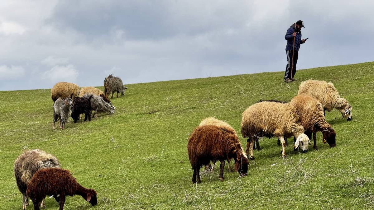 Ağrı’da mahalle araları koyunlarla süslendi