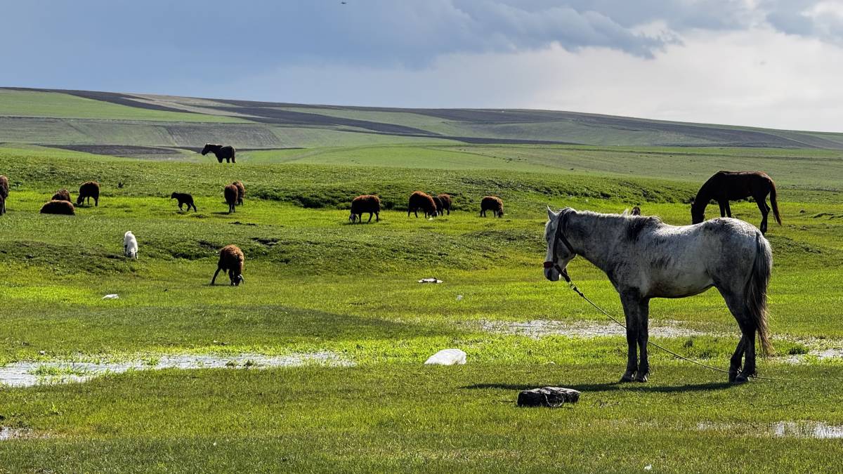 Ağrı’da baharla birlikte meralar canlandı